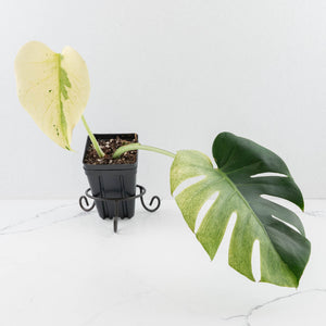 Monstera Deliciosa 'White Tear' (wk32-UG)