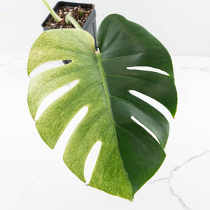 Monstera Deliciosa 'White Tear' (wk32-UG)
