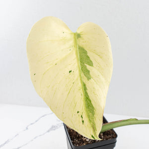Monstera Deliciosa 'White Tear' (wk32-UG)