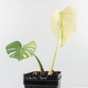 Monstera Deliciosa 'White Tear' (wk32-UG)