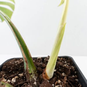 Monstera Deliciosa 'White Tear' (wk32-UG)