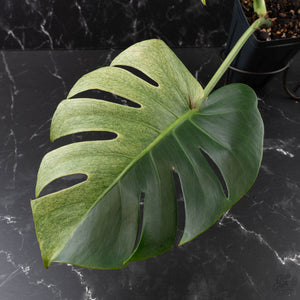 Monstera Deliciosa 'White Tear' (wk39-U96)