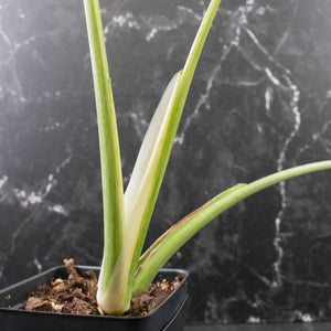 Monstera Deliciosa 'White Tear' (wk39-U96)