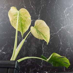 Monstera Deliciosa 'White Tear' (wk39-U96)