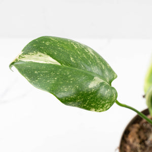 Monstera Deliciosa 'White Monster' (wk25-A)
