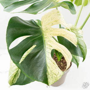 Monstera Deliciosa 'White Monster' (wk25-A)