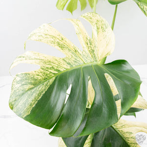 Monstera Deliciosa 'White Monster' (wk25-A)