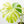 Monstera Deliciosa 'White Monster' (wk25-A)