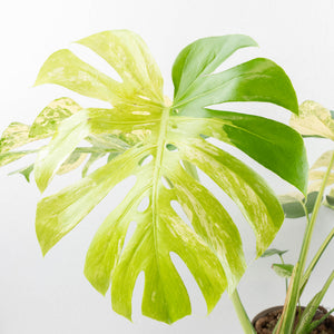 Monstera Deliciosa 'White Monster' (wk25-A)