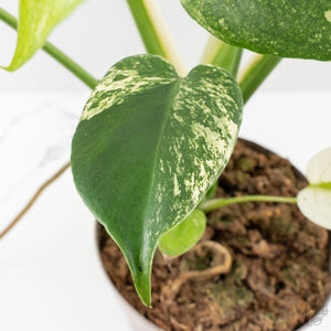Monstera Deliciosa 'White Monster' (wk26-A)