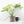 Monstera Deliciosa 'White Monster' (wk26-A)