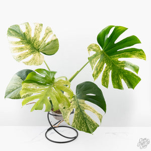 Monstera Deliciosa 'White Monster' (wk26-A)