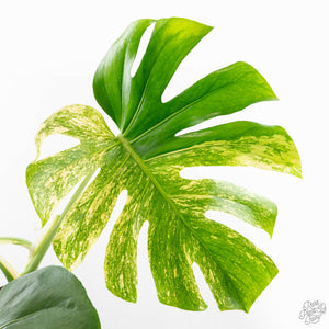 Monstera Deliciosa 'White Monster' (wk26-A)