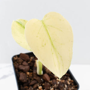 Monstera Deliciosa 'White Monster' by Kunzo (wk32-UH)