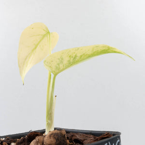 Monstera Deliciosa 'White Monster' by Kunzo (wk32-UH)