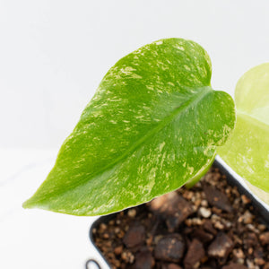Monstera Deliciosa 'White Monster' by Kunzo (wk37-U70)