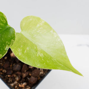 Monstera Deliciosa 'White Monster' by Kunzo (wk37-U70)