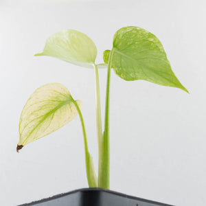 Monstera Deliciosa 'White Monster' by Kunzo (wk37-U70)