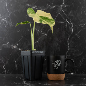 Monstera Deliciosa 'White Snow' (wk41-L351)
