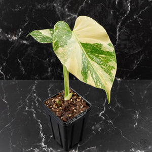 Monstera Deliciosa 'White Snow' (wk41-L351)