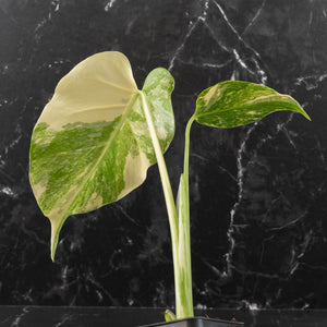 Monstera Deliciosa 'White Snow' (wk41-L351)