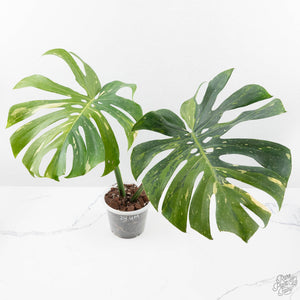 Monstera Deliciosa 'Yoda' (wk24-UM)