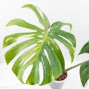 Monstera Deliciosa 'Yoda' (wk24-UM)