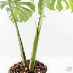 Monstera Deliciosa 'Yoda' (wk24-UM)