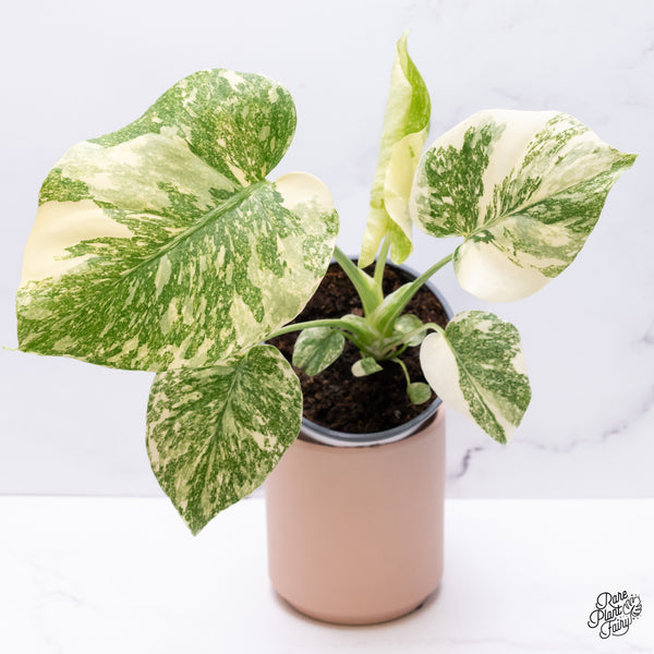 Monstera Deliciosa 'Creme Brûlée' (wk37-F)