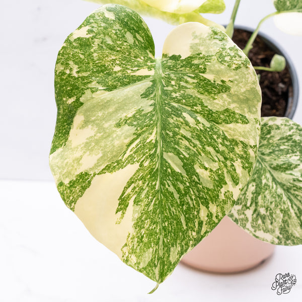Monstera Deliciosa 'Creme Brûlée' (wk37-F)