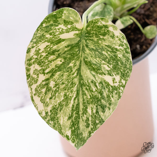 Monstera Deliciosa 'Creme Brûlée' (wk37-F)