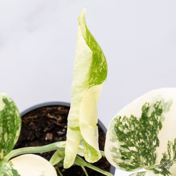 Monstera Deliciosa 'Creme Brûlée' (wk37-F)