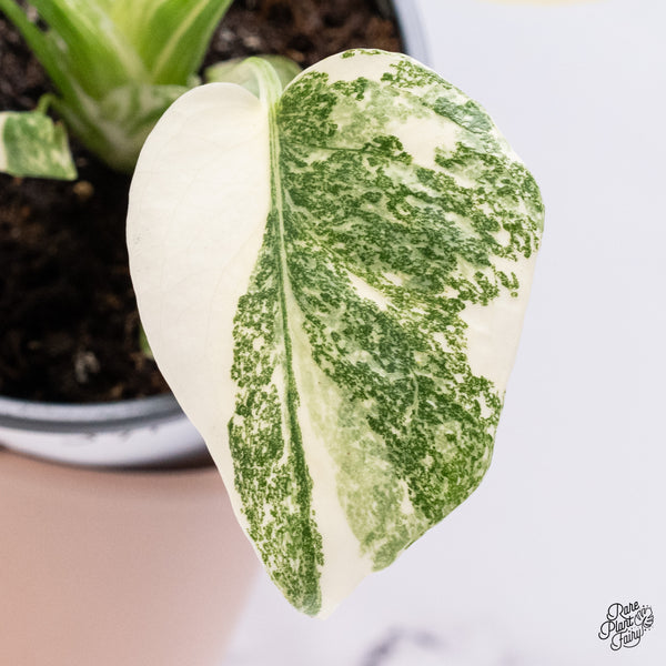 Monstera Deliciosa 'Creme Brûlée' (wk37-F)