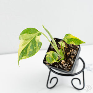 Monstera deliciosa 'Electrolyte' *Grower's Choice*