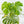 Monstera deliciosa 'Electrolyte' *Grower's Choice*