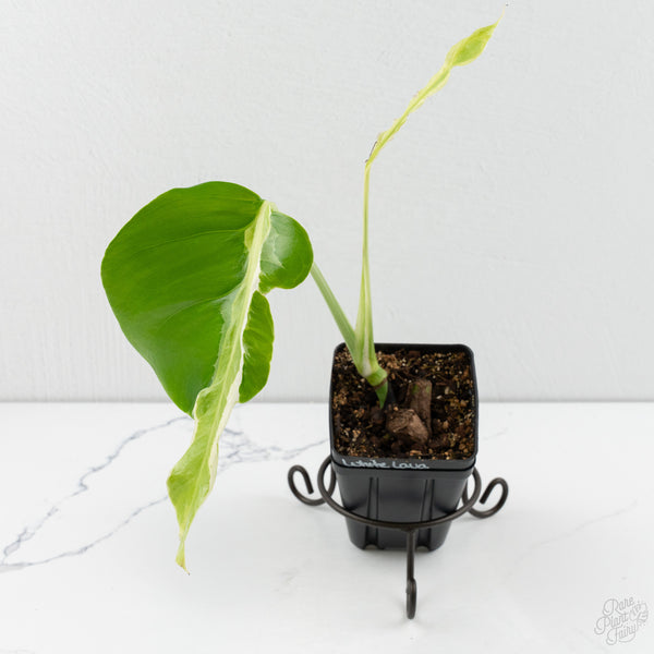 Monstera Deliciosa 'White Lava' (wk9-UP)
