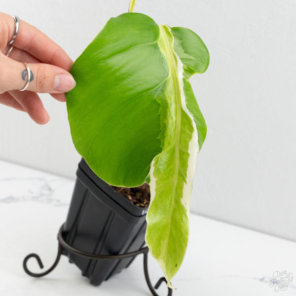 Monstera Deliciosa 'White Lava' (wk9-UP)