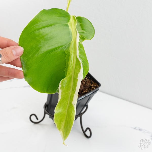 Monstera Deliciosa 'White Lava' (wk9-UP)