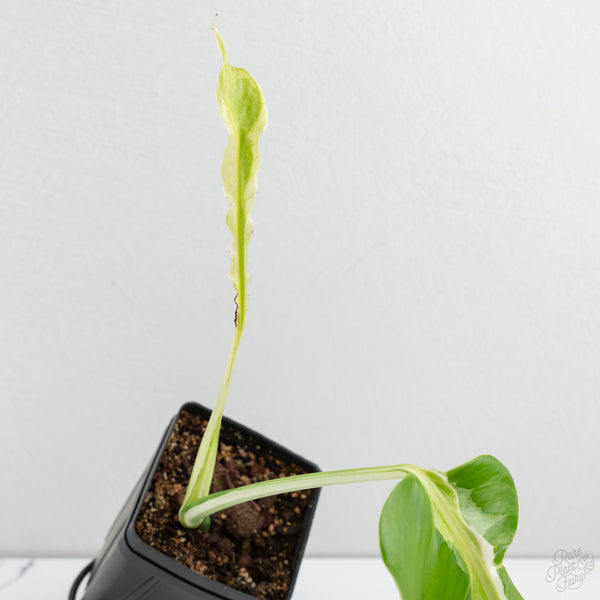 Monstera Deliciosa 'White Lava' (wk9-UP)