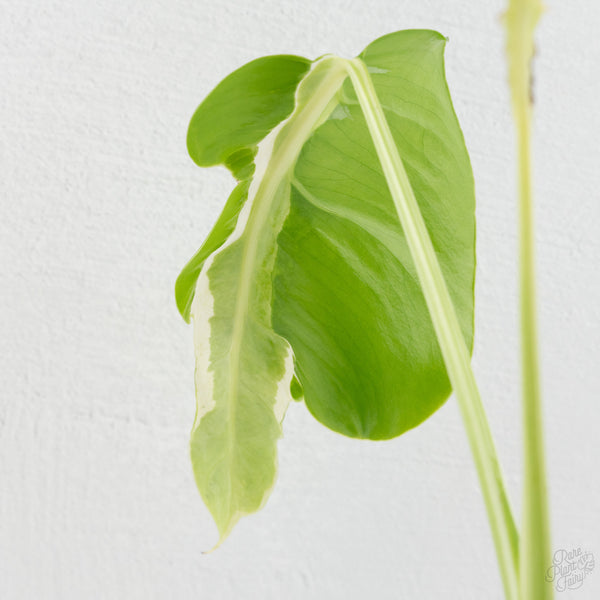 Monstera Deliciosa 'White Lava' (wk9-UP)