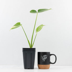 Monstera Deliciosa Albo Variegated (Large Form) (wk35-U49)