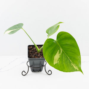 Monstera Deliciosa Albo Variegated (Large Form) (wk35-U49)