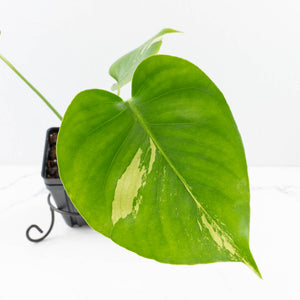 Monstera Deliciosa Albo Variegated (Large Form) (wk35-U49)