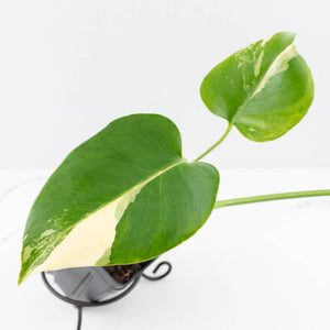 Monstera Deliciosa Albo Variegated (Large Form) (wk35-U49)
