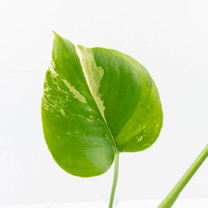 Monstera Deliciosa Albo Variegated (Large Form) (wk35-U49)