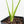 Monstera Deliciosa Albo Variegated (Large Form) (wk35-U49)