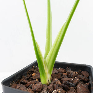 Monstera Deliciosa Albo Variegated (Large Form) (wk35-U49)