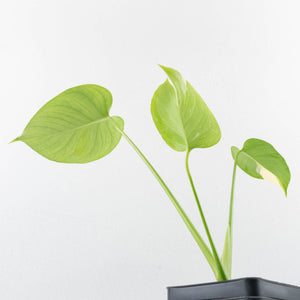 Monstera Deliciosa Albo Variegated (Large Form) (wk35-U49)
