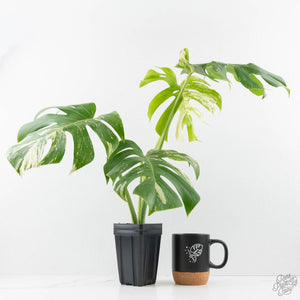 Monstera Deliciosa Albo Variegated (Small Form/Borsigiana) (wk27-D)