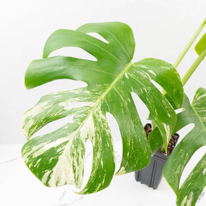 Monstera Deliciosa Albo Variegated (Small Form/Borsigiana) (wk27-D)